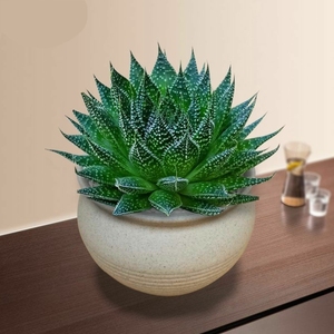 多肉植物盆栽雪花波露芦荟不夜城四季常青防辐射桌面绿植好养