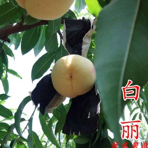 浙江基地直销 白丽桃桃苗 奉化水蜜桃桃苗 水蜜桃苗 价格电议