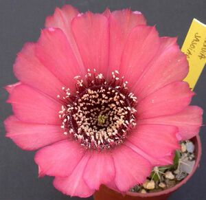 【黑喉丽花仙人球】黑喉丽花仙人球品牌,价格 - 阿里巴巴