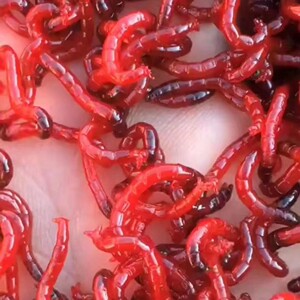 天津野生红虫鲜活体鱼饵特大号钓鱼昆虫黑头公虫血虫喂鱼顺丰快递
