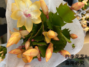 黄色蟹爪兰黄金蟹爪兰盆栽金媚索菲亚带花苞发货