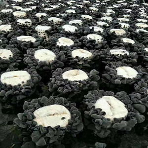 东北黑木耳菌包菌棒蘑菇种子栽培种秋木耳黑龙江食用菌三级菌种