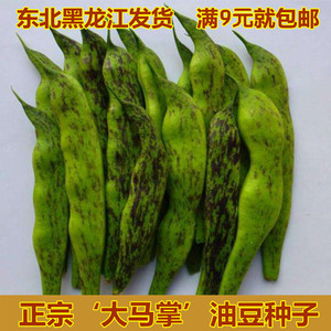 东北油豆角种子 大马掌种子黄金钩 一棵树 豇豆芸豆阳台蔬菜种子