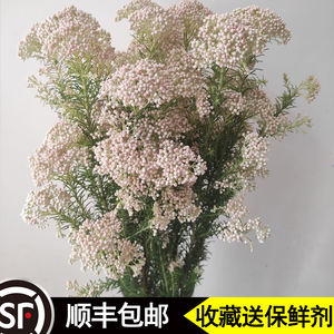 小米花鲜切花云南鲜花昆明直发办公室客厅水养小清新可做干永生花