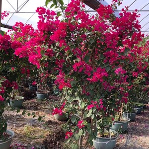 玫红三角c梅绿叶蓝月亮树桩 庭院植物 一物一拍 可选