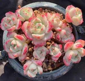 香草多肉植物香草比斯多头群生老桩稀有小贵货肉肉花卉盆栽室内