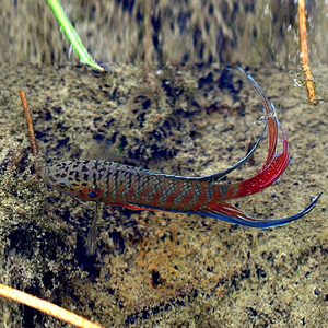 广州本地野采国斗 野生普叉 中国斗鱼观赏鱼活鱼活体 好养耐活鱼