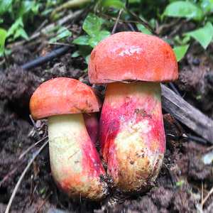 云南野生红葱牛肝菌特产蘑菇见手青新鲜牛肚菌食用黄濑头山珍美食