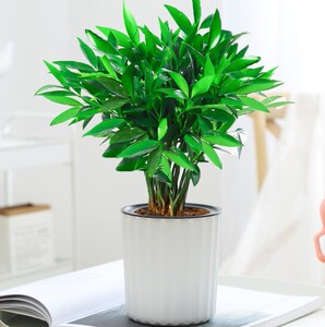 驱蚊草花苗竹柏盆栽树苗室内水培植物平安竹净化空气吸甲醛驱蚊