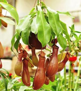 【太阳瓶子草】太阳瓶子草品牌,价格 - 阿里巴巴