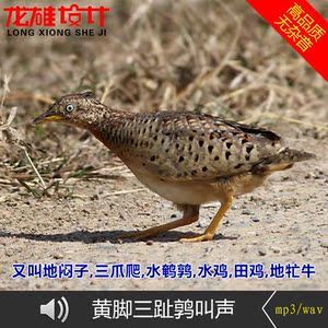 黄脚三趾鹑叫声地闷子三爪爬水鹌鹑水鸡田鸡地牤牛鸟叫的声音