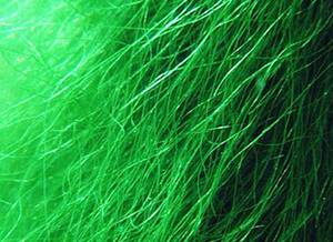 活体龟草龟鳄龟黄喉龟绿毛龟培养种子 龟背基枝藻4元1克5克为一份