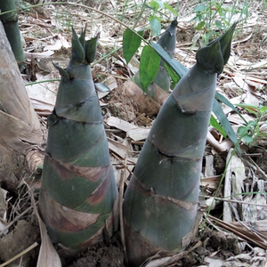 广西新鲜竹笋现货现挖 夏笋绿大头笋 带壳麻竹笋可做酸笋10斤包邮