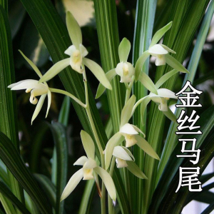 君君兰苑兰花苗  四季兰金丝马尾 漏风漏雨自然栽培苗