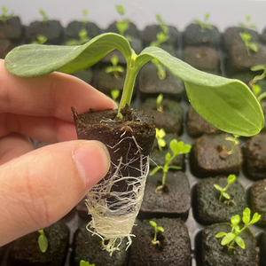 压缩育苗基质块水培生物泥炭棉兰花多肉种植椰糠砖通专用型营养土