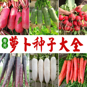 潍县青萝卜种子潍坊水果萝卜秋季种孑四季樱桃红皮萝卜白萝卜种孑