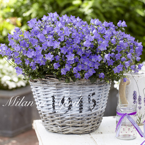 欢乐钟声进口风铃花苗春末夏初庭院阳台带草本花卉风铃草较耐热