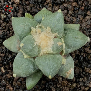 植物公馆5@实生丸叶青瓷牡丹多肉仙人球拍卖包邮