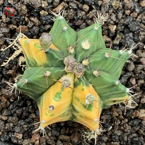 植物公馆8a实生级散斑猫眼锦多肉仙人球拍卖包邮