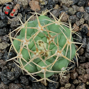 植物公馆43a实生强刺守金摩天龙多肉仙人球拍卖包邮