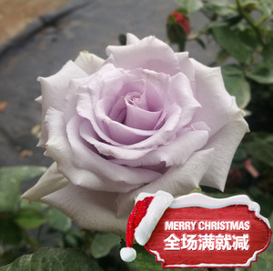 花思雨【雄青/青龙】日系新品大花月季多头四季抗病少刺盆栽庭院