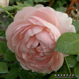 花思雨 奥斯汀强没药香味月季:圣.塞西莉亚(st. cecilia)/芍药粉