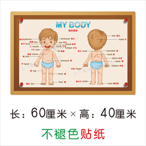 幼儿园科学区探究人体部位认识挂图贴纸儿童认知蒙氏教具我的身体