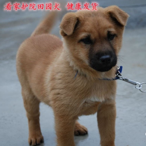 中华田园犬幼犬大型犬