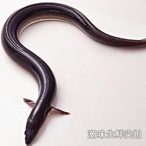 潮味生鲜活鳗鱼整条宰杀鳝鱼河鳗白鳝海水顺丰包邮非活寄次日达