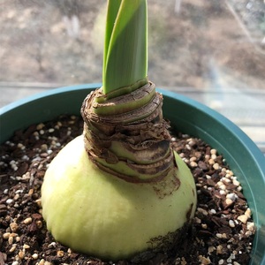 朱顶红种球盆栽四季开花卉植物室内重瓣大球阿弗雷双梦爱神好养活