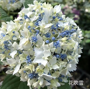 进口重瓣绣球花苗花吹雪阳台庭院花园植物盆栽花卉