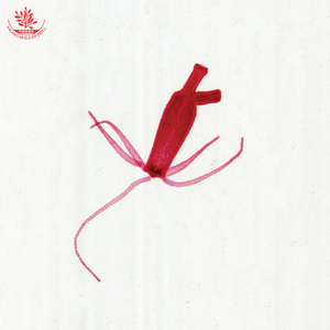 水螅装片水螅出芽体装片厂家直销染色均匀生物显微镜玻片10片起卖