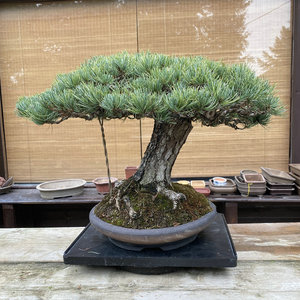 大阪松 盆景 日本矮姬大阪松树桩盆栽 树苗 庭院植物