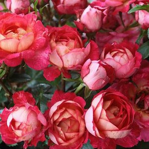 浪漫蕾蕾妮可科德娜 月季花苗 (勤花微型)四季开花盆栽玫瑰花