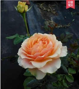 800人付款淘宝月季吸引力花苗多