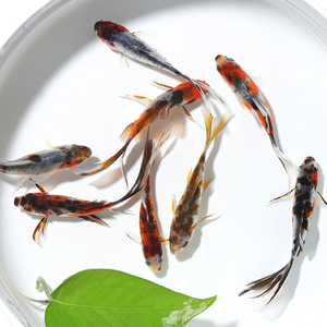 红草金锦鲫鱼花草金兰草小金鱼观赏鱼淡水鱼锦鲤鱼草金鱼活体小鱼