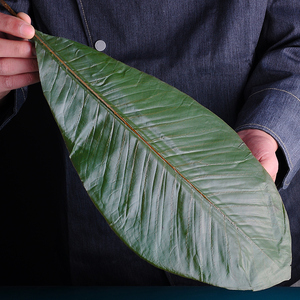 干丹麦叶刺身寿司造型大树叶冷菜盘饰热菜意境菜装饰鲜朴叶干朴叶