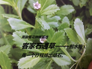 化石草苗