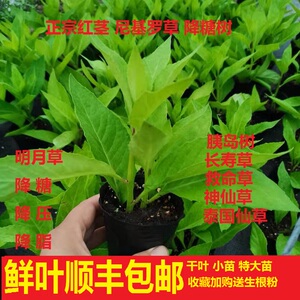 特价 正宗降糖草 尼基罗草 明月草 胰岛树 降压草 长寿草 救命草