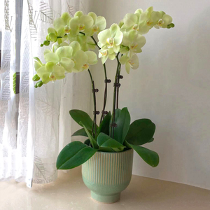 放家里的绿色植物