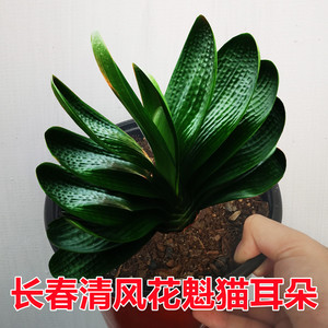 长春名贵君子兰 绝版花魁猫耳朵 宽叶油匠麻脸圆头和尚短叶绿植苗