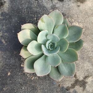 彭城园艺白玉兰木兰多肉植物基地直发满39包邮叶展9cm左右随机发