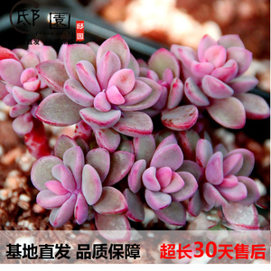 紫心多肉植物