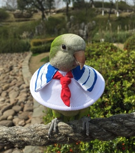 鹦鹉伊丽莎白圈防鸟咬伤口保护圈咬毛圈围脖圈脖套 格桑花原创