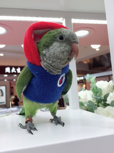 格桑花  牡丹小中大型鹦鹉鸟衣服保暖加厚款带帽卫衣飞行衣