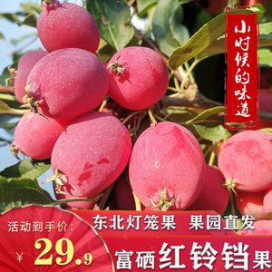 正宗东北铃铛果鸡心果灯笼果酸甜脆现摘红灯笼当季红铃铛果新鲜