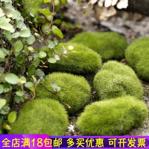 仿真青苔石头假白发藓苔藓微景观装饰插花DIY植绒石头包邮