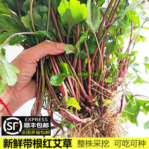 新鲜带根红艾草2斤食用老根红艾珍珠菜根带头现挖可种植顺丰包邮
