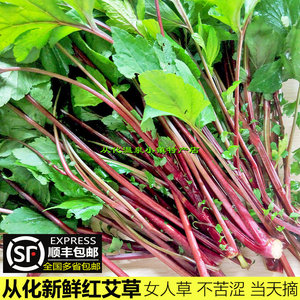 全国顺丰包邮新鲜红艾草10斤珍珠花菜食用甜菜姨妈菜红根草鸭脚艾
