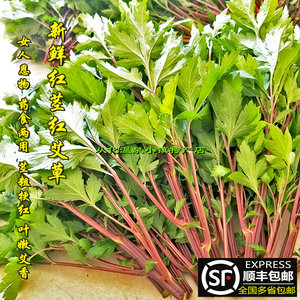 红艾草新鲜
